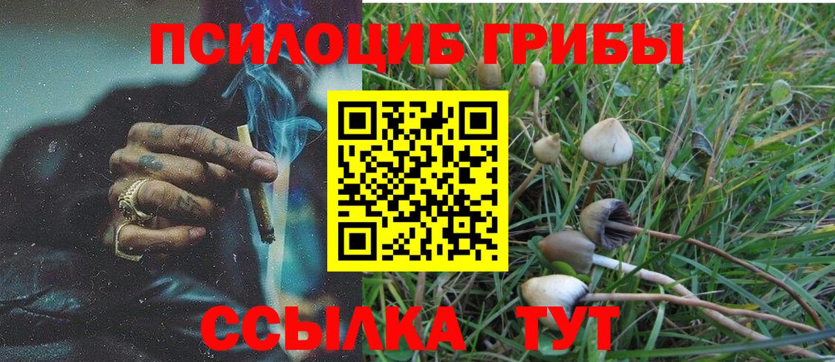 Галлюциногенные грибы Psilocybine cubensis Бузулук
